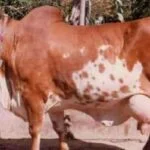 सपने में कपिला गाय देखने का मतलब
