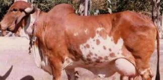 सपने में कपिला गाय देखने का मतलब