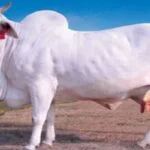 सपने में गाय देखना - शुभ अशुभ फल