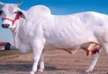 सपने में गाय देखना - शुभ अशुभ फल