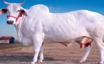 सपने में गाय देखना - शुभ अशुभ फल