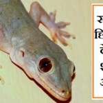 सपने में छिपकली देखना शुभ या अशुभ