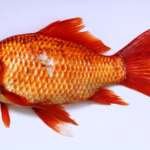 सपने में मछली देखना