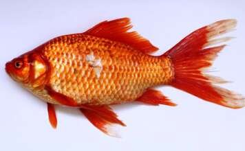 सपने में मछली देखना