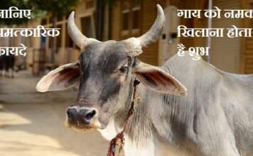 गाय को नमक खिलाना होता है शुभ