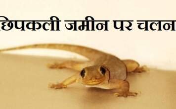 छिपकली जमीन पर चलना