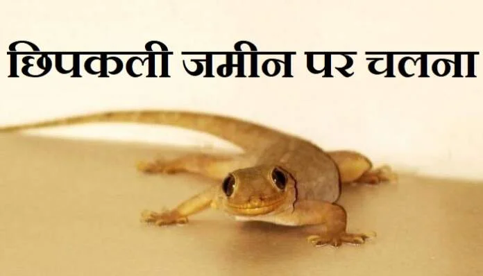 छिपकली जमीन पर चलना