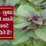 खाली पेट तुलसी फायदे