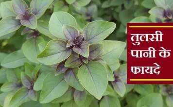 तुलसी पानी के फायदे