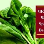 पालक के फायदे - Spinach Benefits