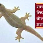 रात में छिपकली बोलना