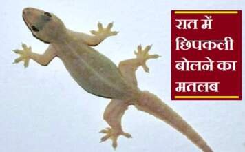 रात में छिपकली बोलना