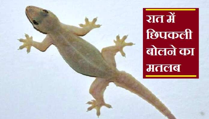 रात में छिपकली बोलना
