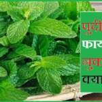 पुदीना के फायदे और नुकसान