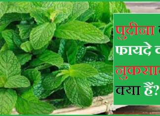 पुदीना के फायदे और नुकसान