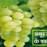 अंगूर खाने के फायदे