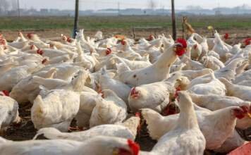 बर्ड फ्लू के लक्षण और इलाज