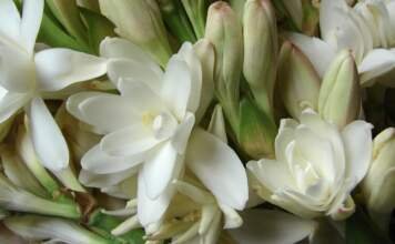 रजनीगंधा का पौधा