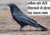 कौवा को रोटी