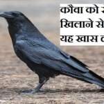 कौवा को रोटी