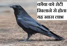 कौवा को रोटी