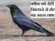 कौवा को रोटी