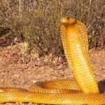 बुधवार को सांप देखना