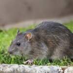 घर में चूहा होना