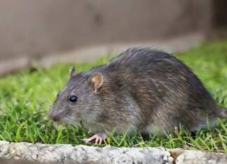 घर में चूहा होना